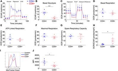 Metabolic Adaptation of Human CD4+ and CD8+ T-Cells to T-Cell Receptor-Mediated Stimulation